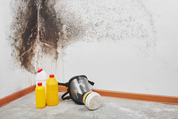 Best Residential Mold Removal  in Reinholds, PA