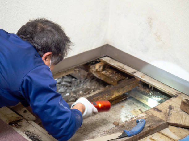 Best Local Mold Removal Service  in Reinholds, PA