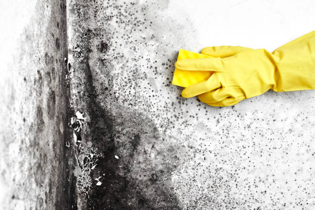 Best Certified Mold Removal  in Reinholds, PA