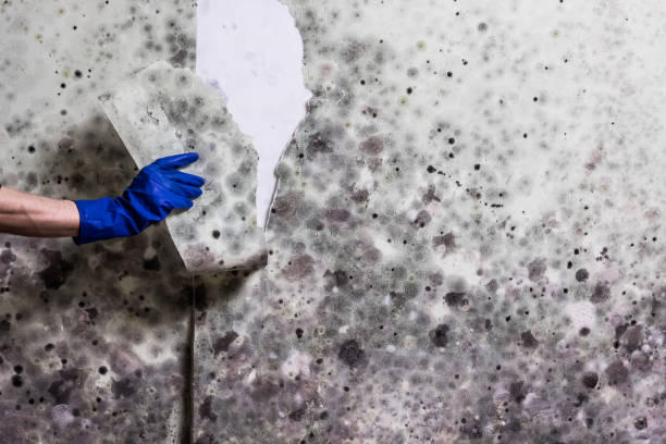 Best Mold Testing  in Reinholds, PA