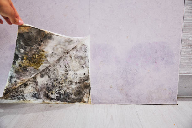Best Crawl Space Mold Removal  in Reinholds, PA